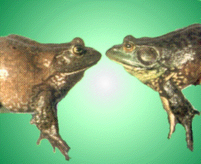 2ra.gif (57420 bytes)