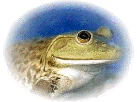 RA TOURO.GIF (27336 bytes)