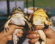 gordas.gif (21567 bytes)