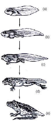 metamo17.jpg (12250 bytes)
