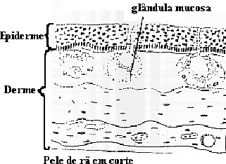 pele.gif (17885 bytes)