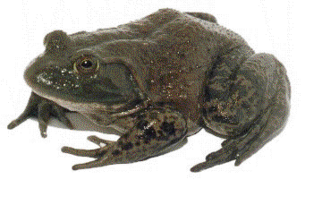 ra2.gif (26636 bytes)