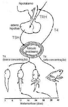 tirox.gif (33264 bytes)